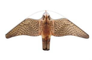 Falco Finto - Falco Volante - Dissuasore per Volatili e Piccioni
