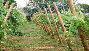 vigne-csic-galizia