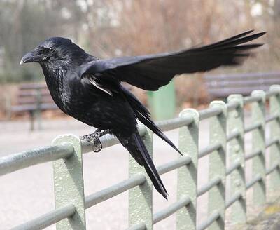 cornacchia-corvus-corone-crow