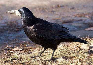 corvo-Corvus-frugilegus-Rook