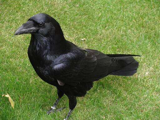 corvo-imperiale-corvus-corax-raven