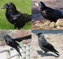 infestazione-corvi-imperiali-corvi-cornacchie-taccole