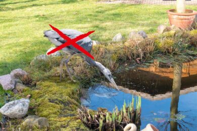 Come proteggere il tuo stagno da aironi e gatti