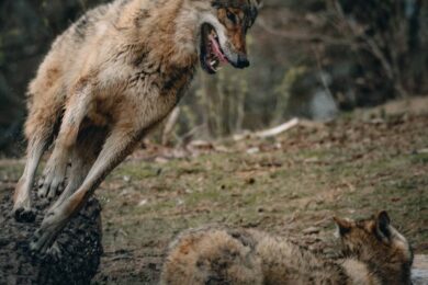 FoxLights protegge il bestiame dai lupi e dalle volpi