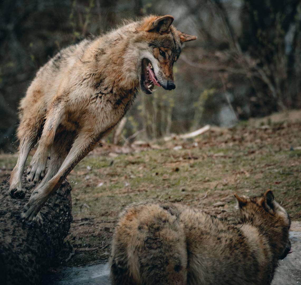 FoxLights protegge il bestiame dai lupi e dalle volpi