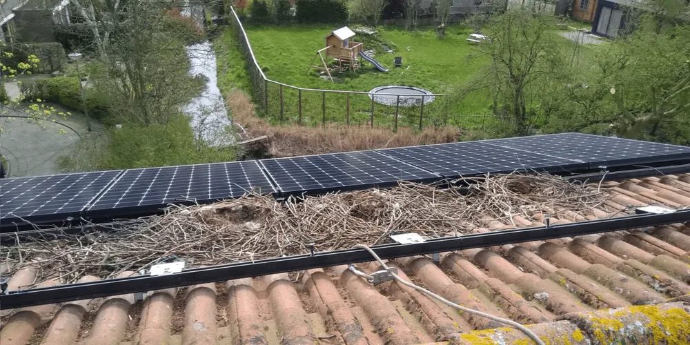 Pannello solare su tetto con segnali di nidificazione di uccelli